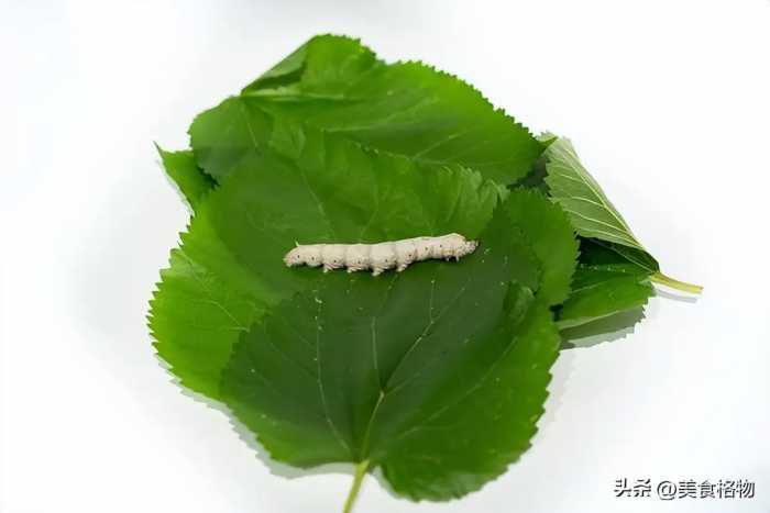 桑叶加生姜泡水喝，老一辈人留给我们的土方法，很多人都不知道