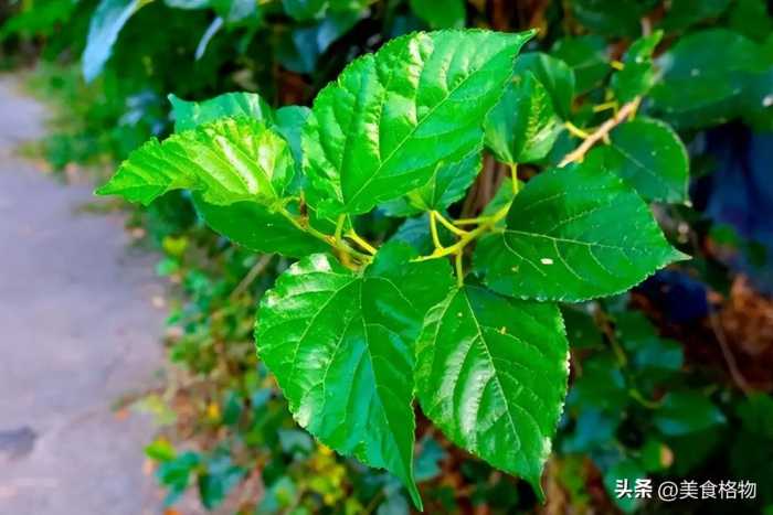 桑叶加生姜泡水喝，老一辈人留给我们的土方法，很多人都不知道