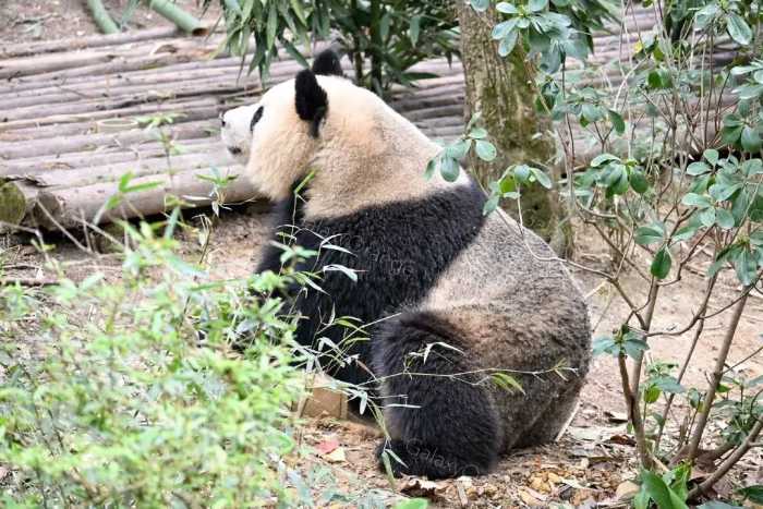 哈尔滨旅游带火了一只东北虎二埋汰，网友说它像守村虎，太笋了