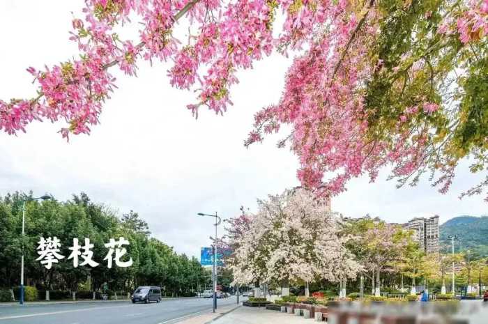 将攀枝花市与丽江市合建川滇共有副省级市和中国最宜居的阳光城